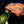 OutdoorChef - Termometro Wireless Digitale