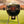 Napoleon PRO 22K-L Barbecue a carbone (Modello 2024)